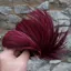 Whiting Exclusive WET Fly Hen Cape in Claret
